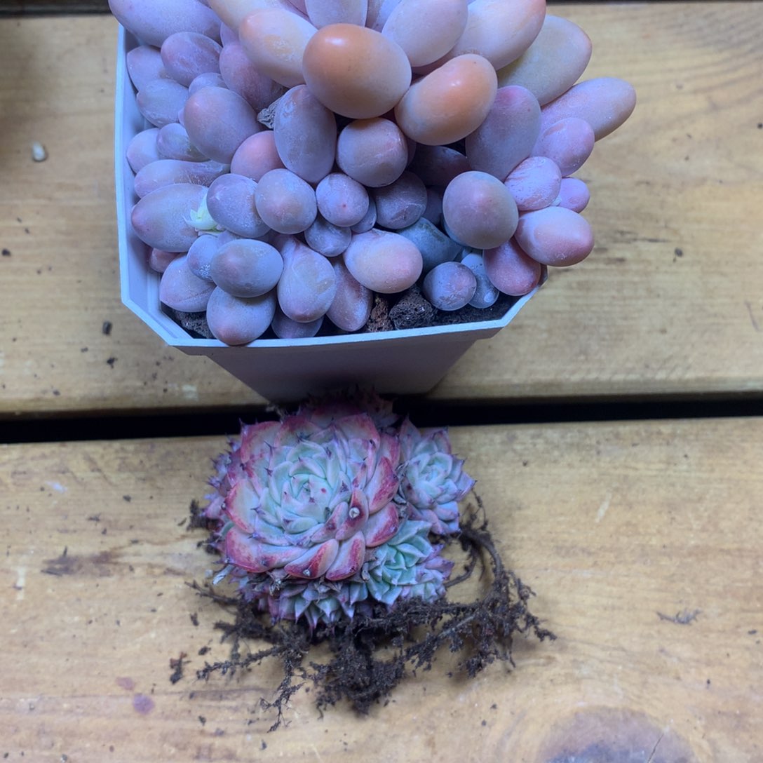 精品多肉一物一拍