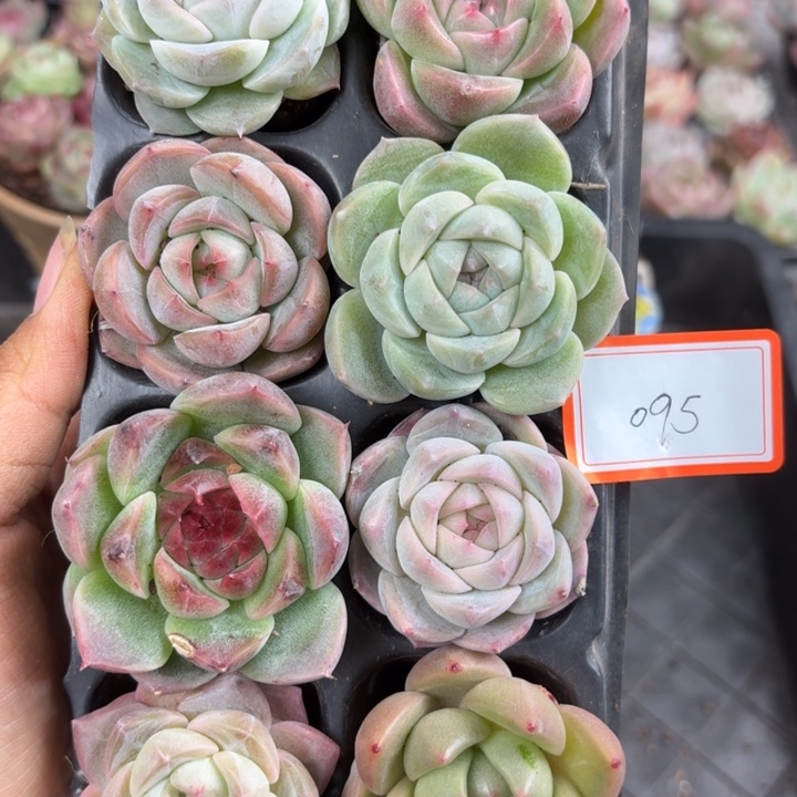 精品直播一物一拍095