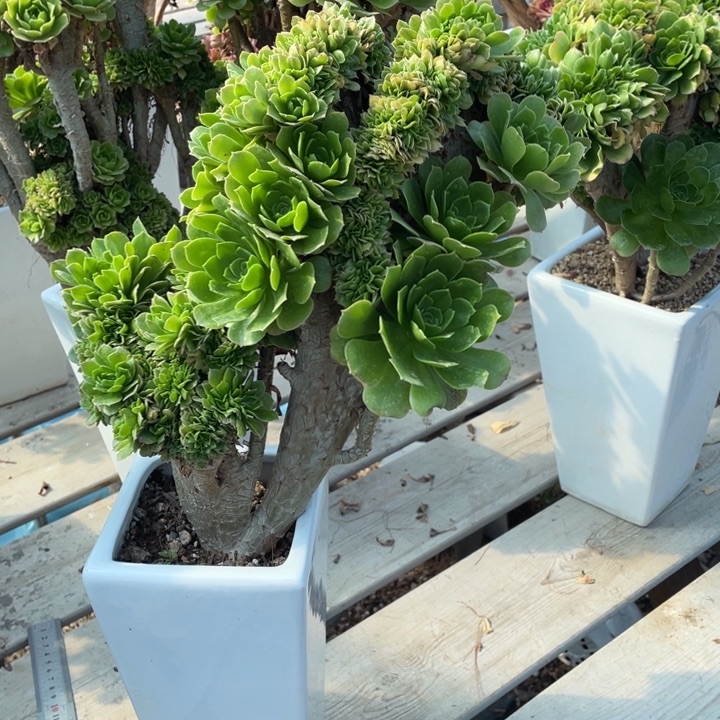 多肉植物的生长发育