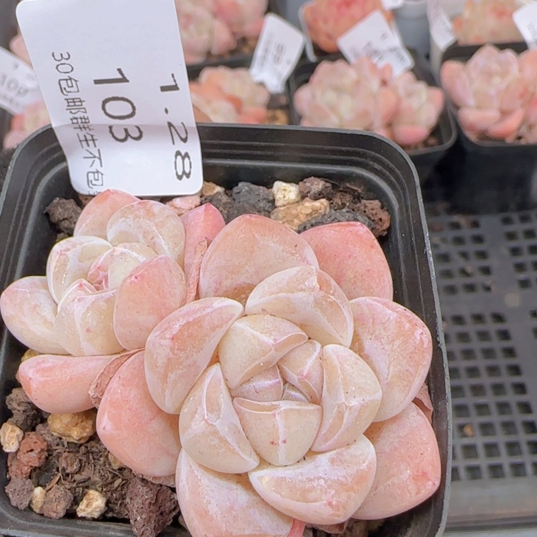 双头冰玉，一颗脱土