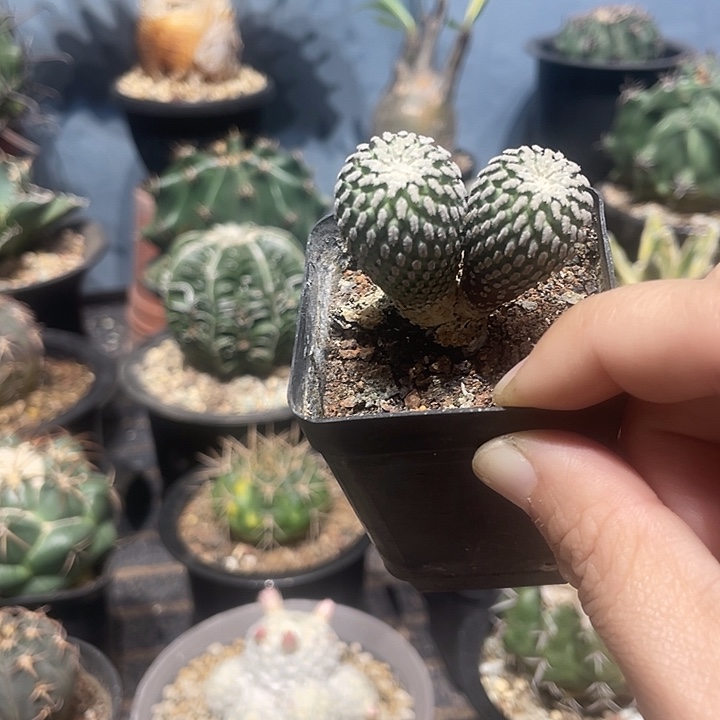 实生双头金巧殿仙人球一颗