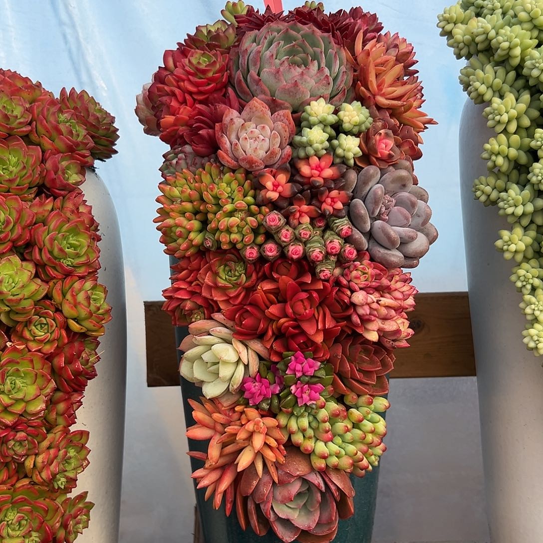 112全家福多肉组合花园