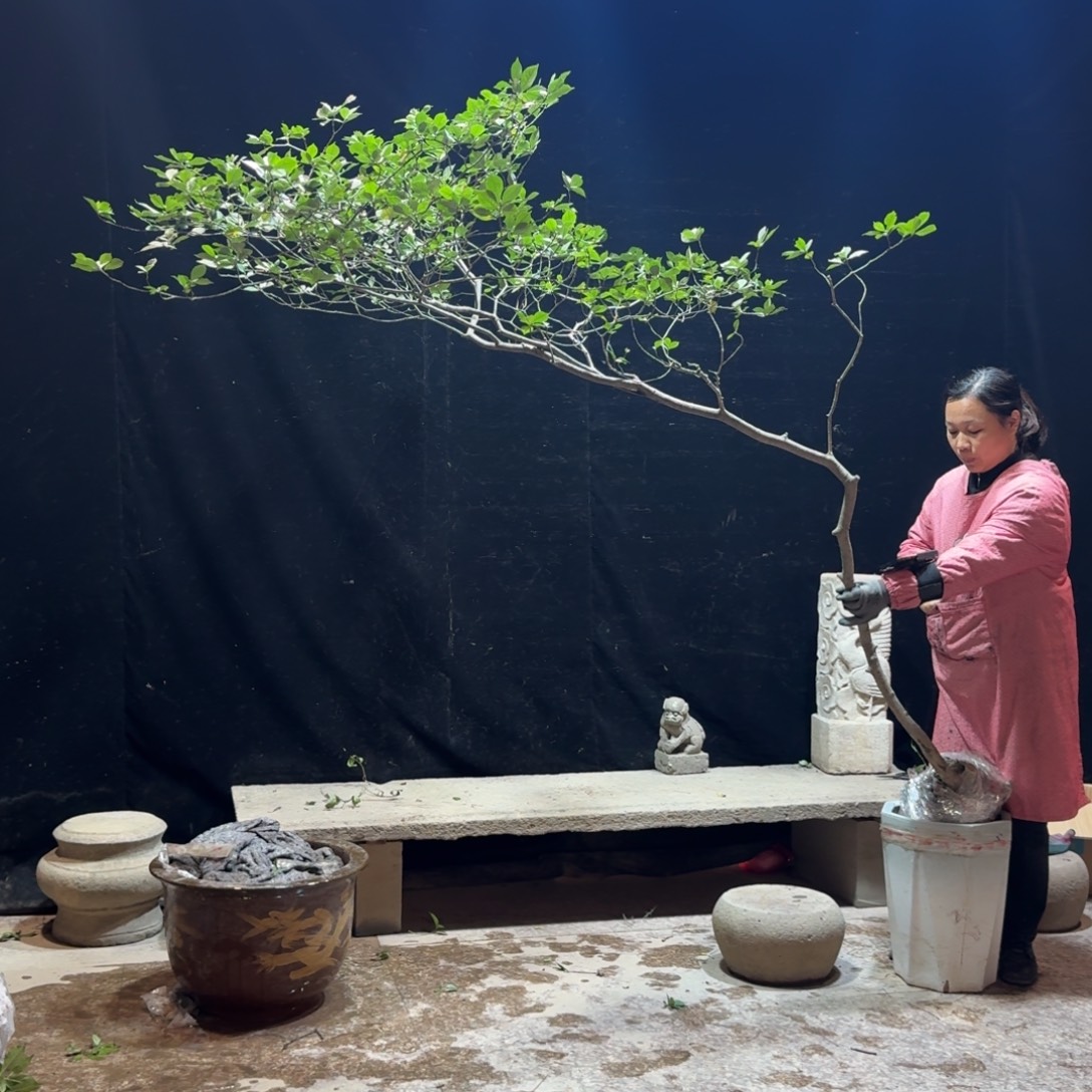 半***阳完全开放栀子花生桩一物一拍