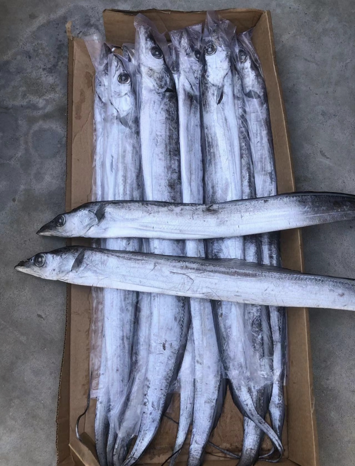 500-700纯野生大号钓带