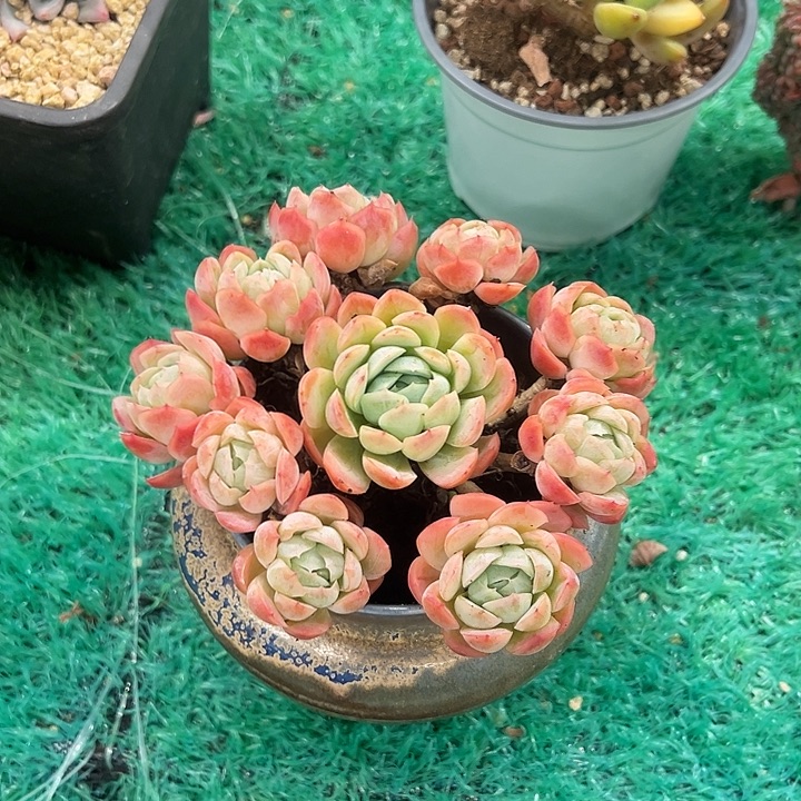 贝瑞，，，，，，，，，，，，，，，