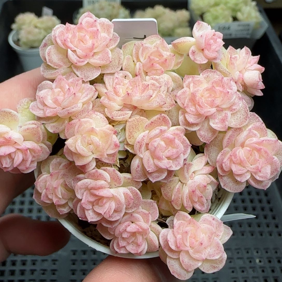 0209-195（TTP-79）