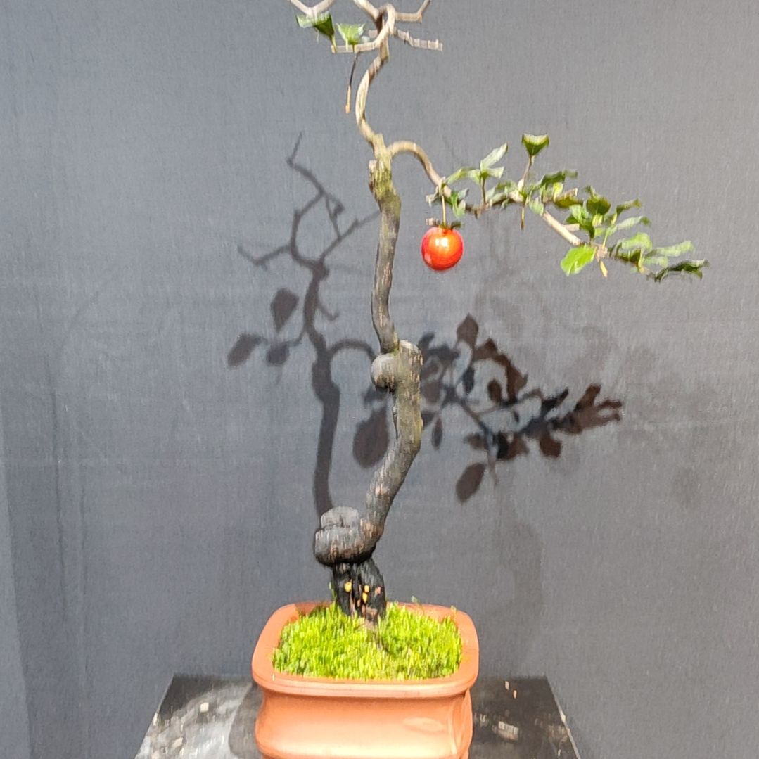 无花朵栽培后可开花朵
