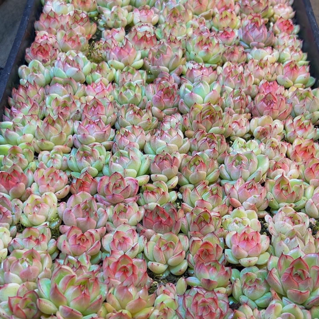 019生日快乐呀小丁同学生日