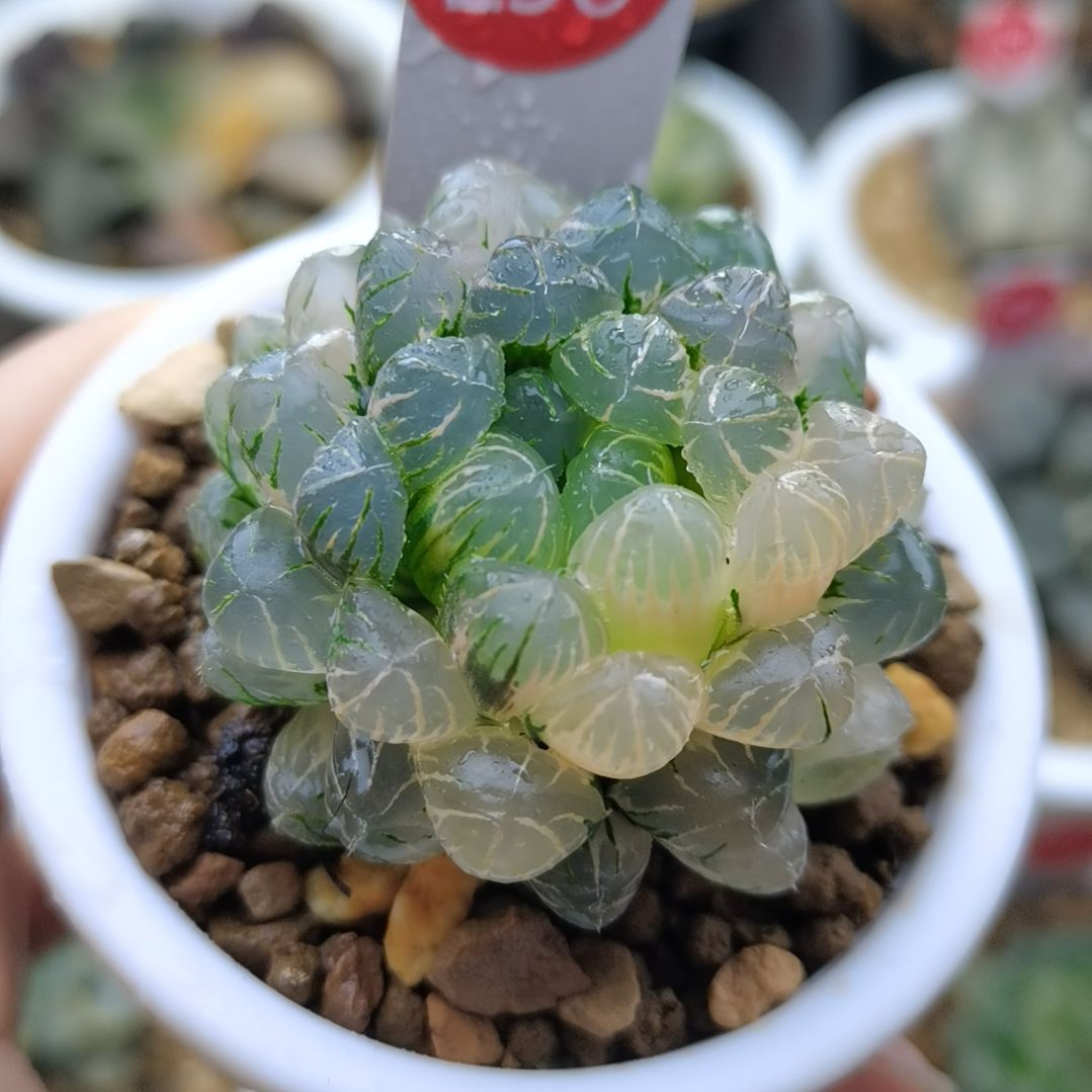 258号OB玉露锦一物一拍带盆土发货