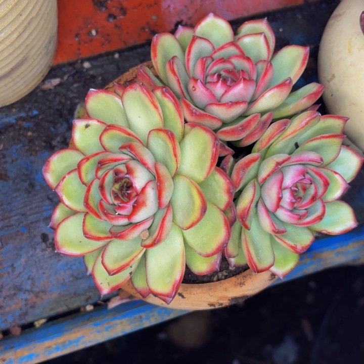 雾***花老桩精品肉肉万宝龙