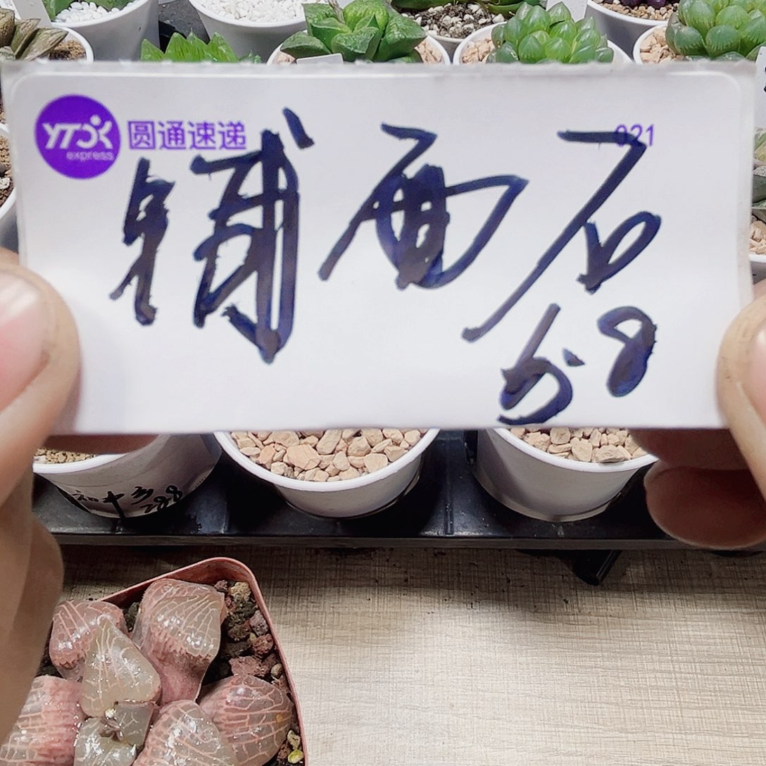 铺面石鹿沼土系列