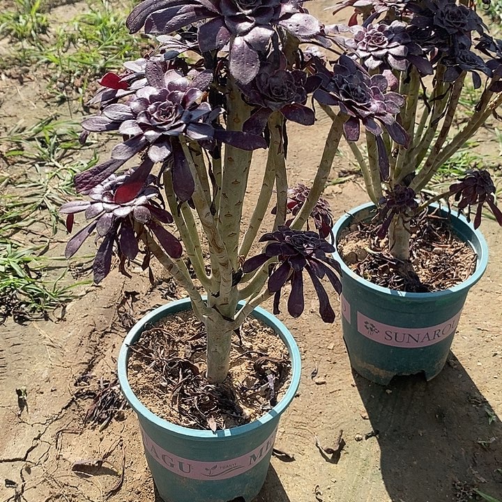 墨法67多肉植物法师法师