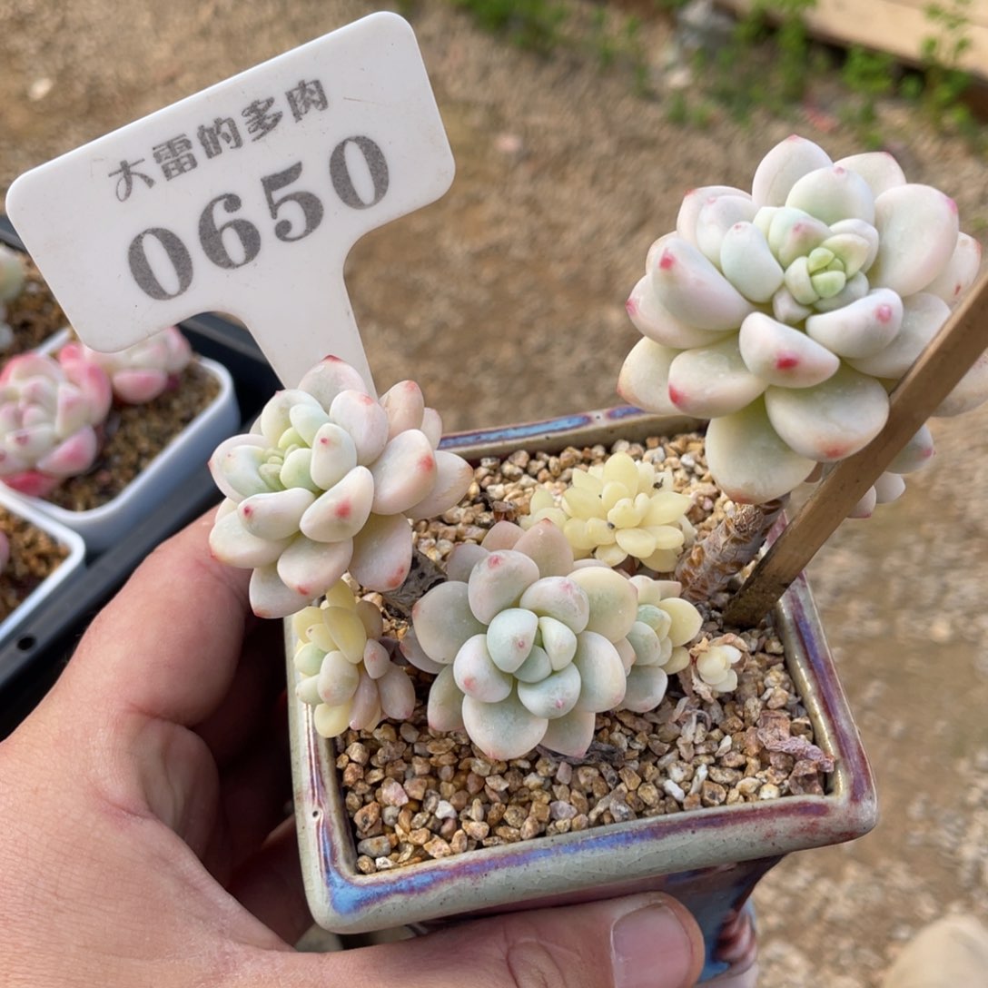 0650劳尔锦不带盆8厘米