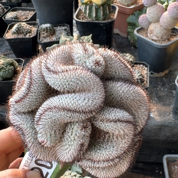 120直刺佩雷缀仙人球