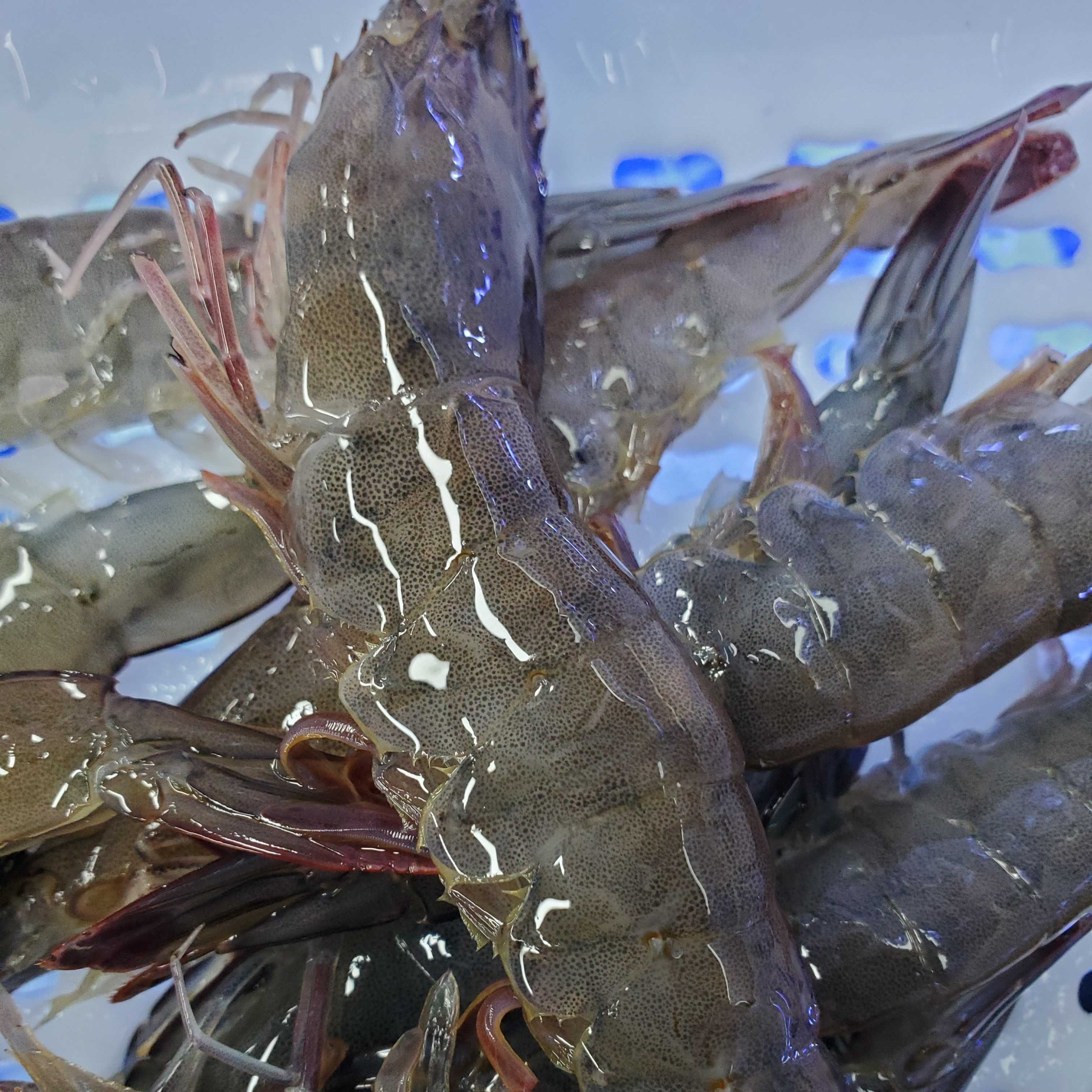 深海大青虾2斤，一斤20头左右【保鲜不保活】