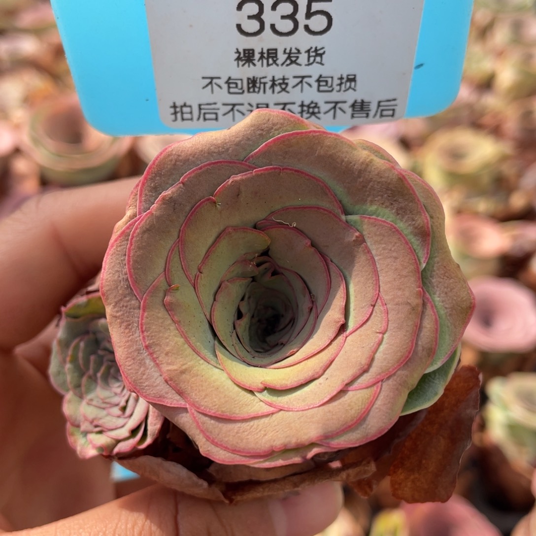 山地玫瑰335断枝不包损不售后