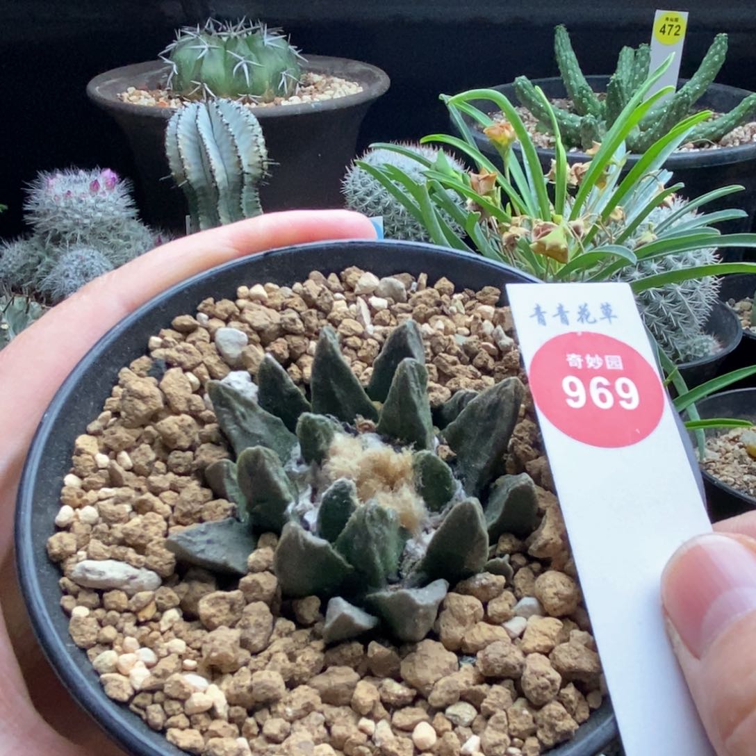 实生输入龙角牡丹5.4cm