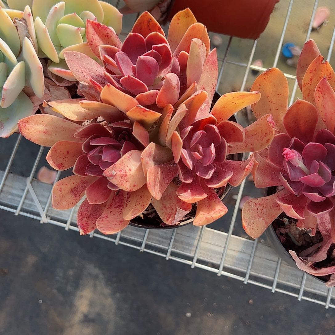 红钻多头大盆群老桩