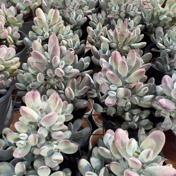 新疆包邮 乒乓福娘