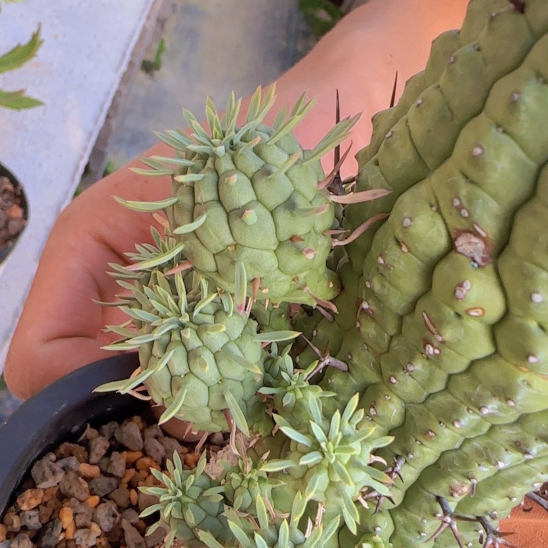 ?****y块根植物块根植物