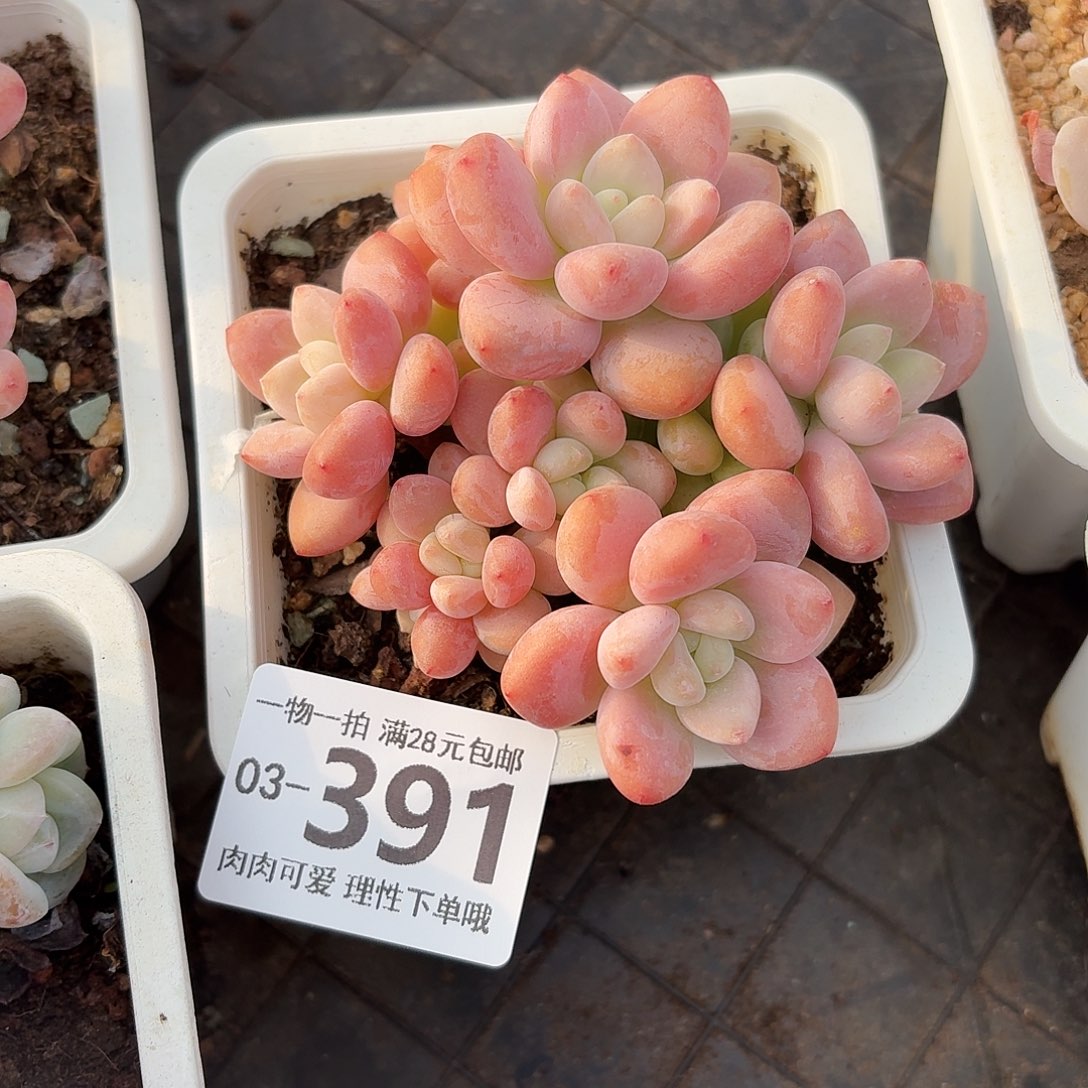 樱花洛神无盆土发货无盆