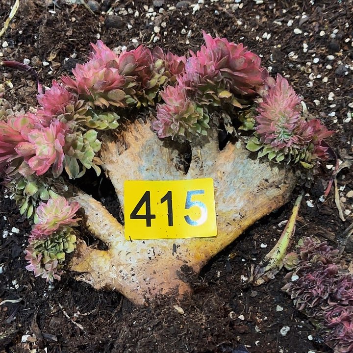 多肉植物倾城缀月415