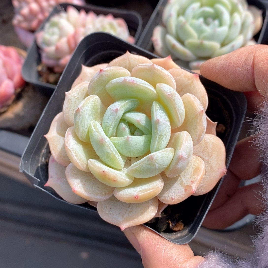 精品多肉一物一拍不包整140