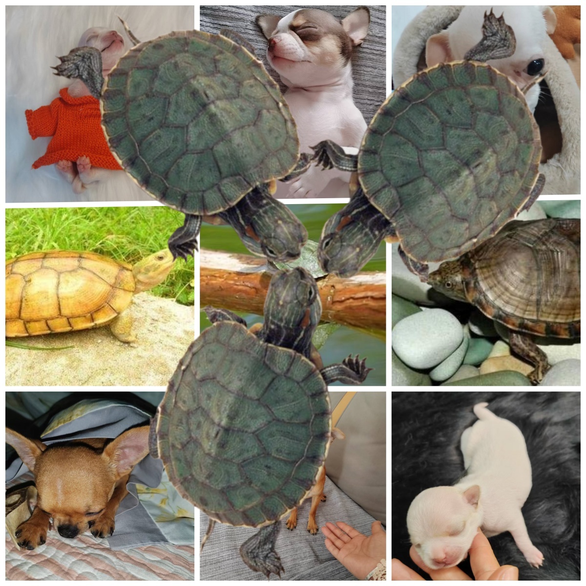 可心宠物活体通用 线上成交【定金链接】以直播间讲解品种为准