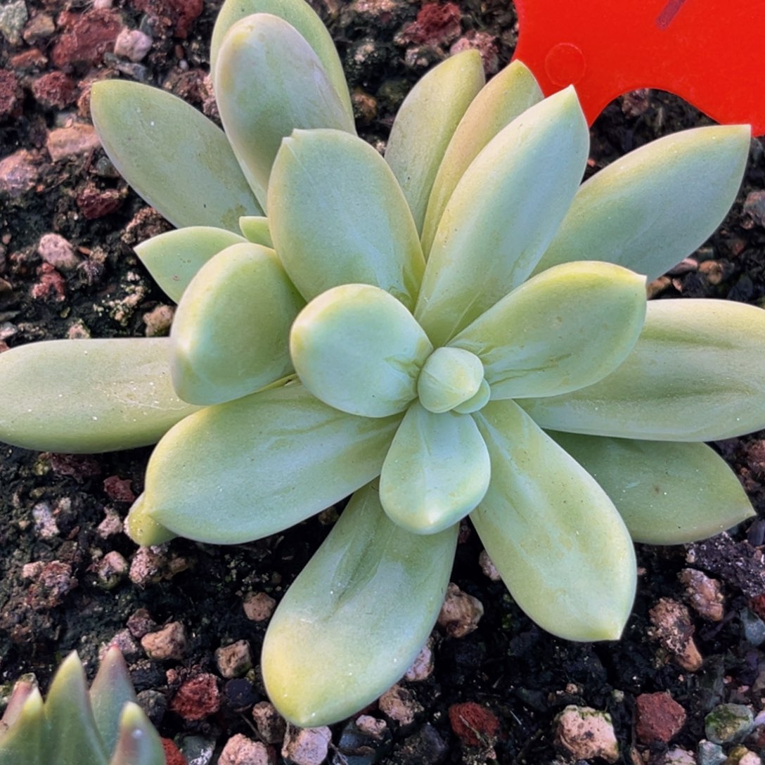 二**包2439下午多肉植物群生