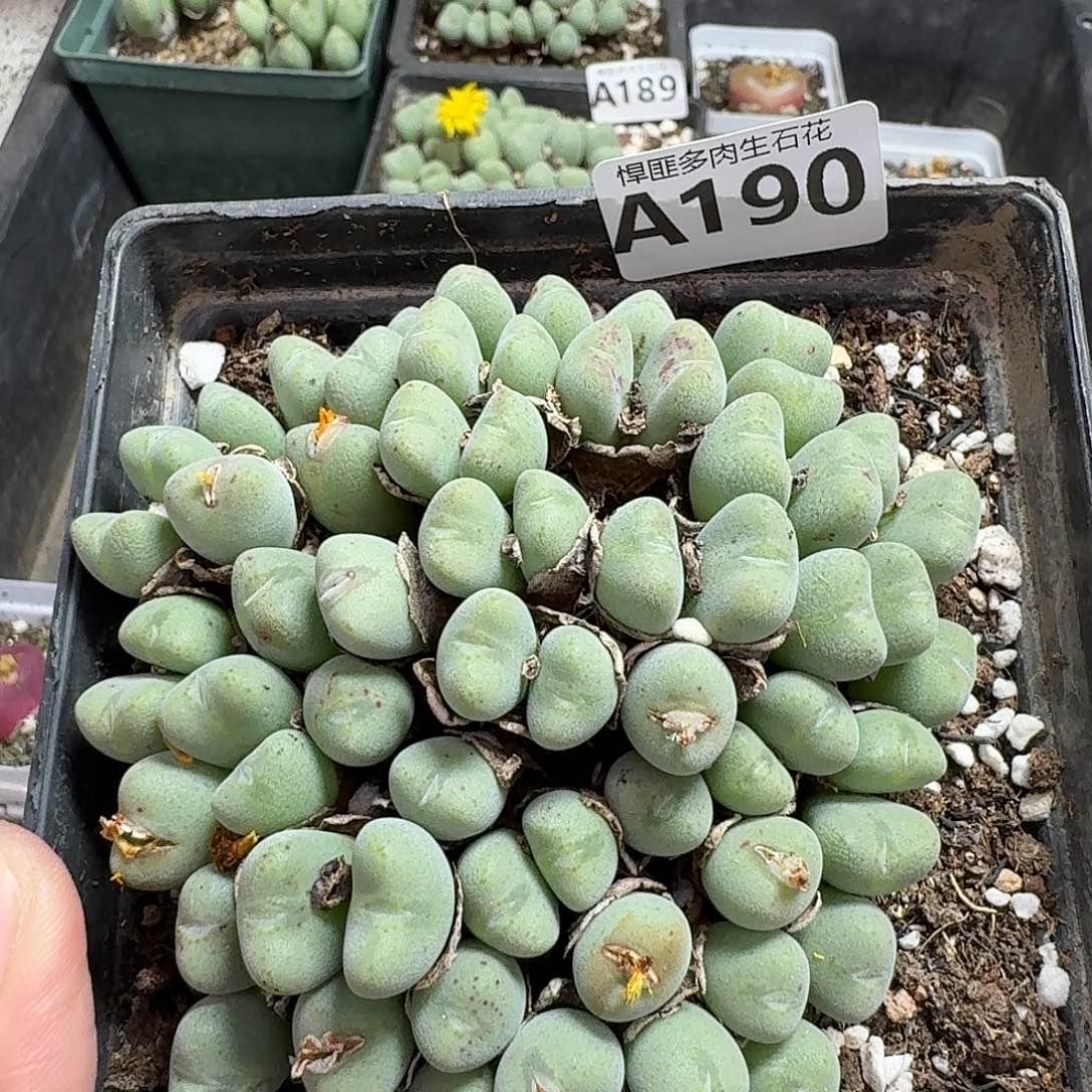 190多肉植物多肉植物