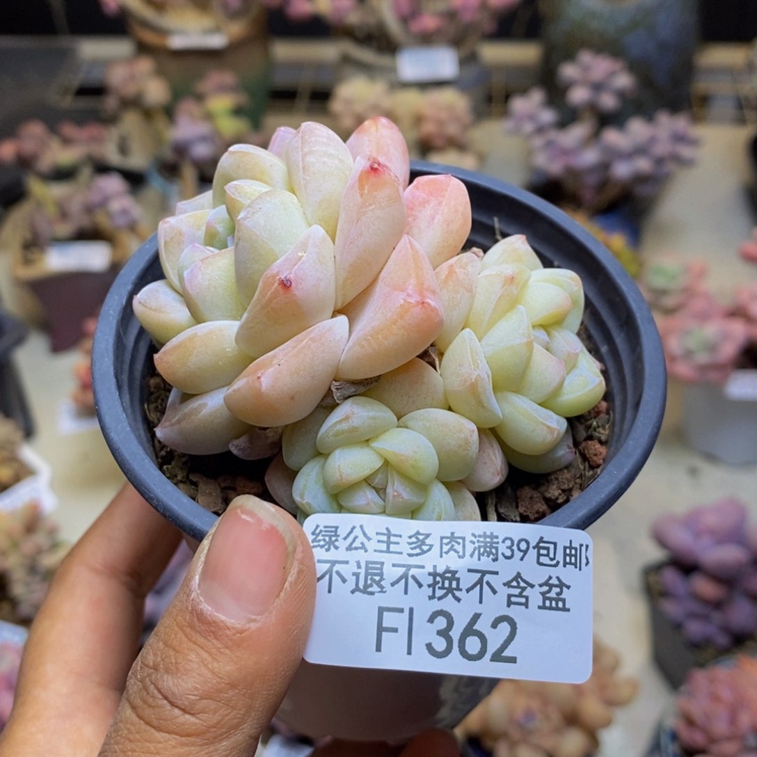 362珍妮冰玉多肉不包整