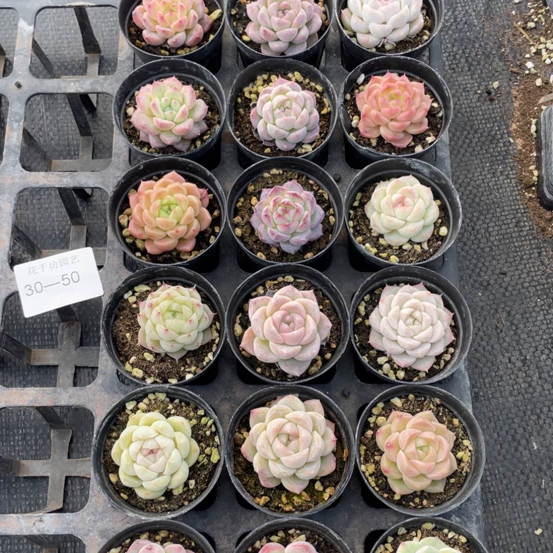 一物一拍18颗30-50