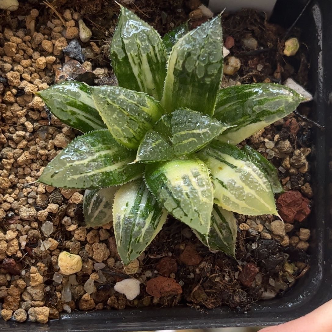 25青木皇后锦福利专场
