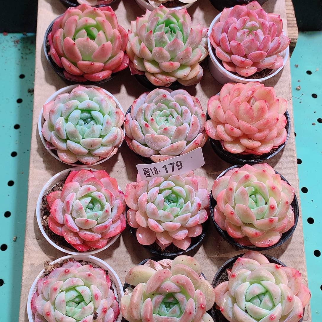 18-179一物一拍带盆18颗