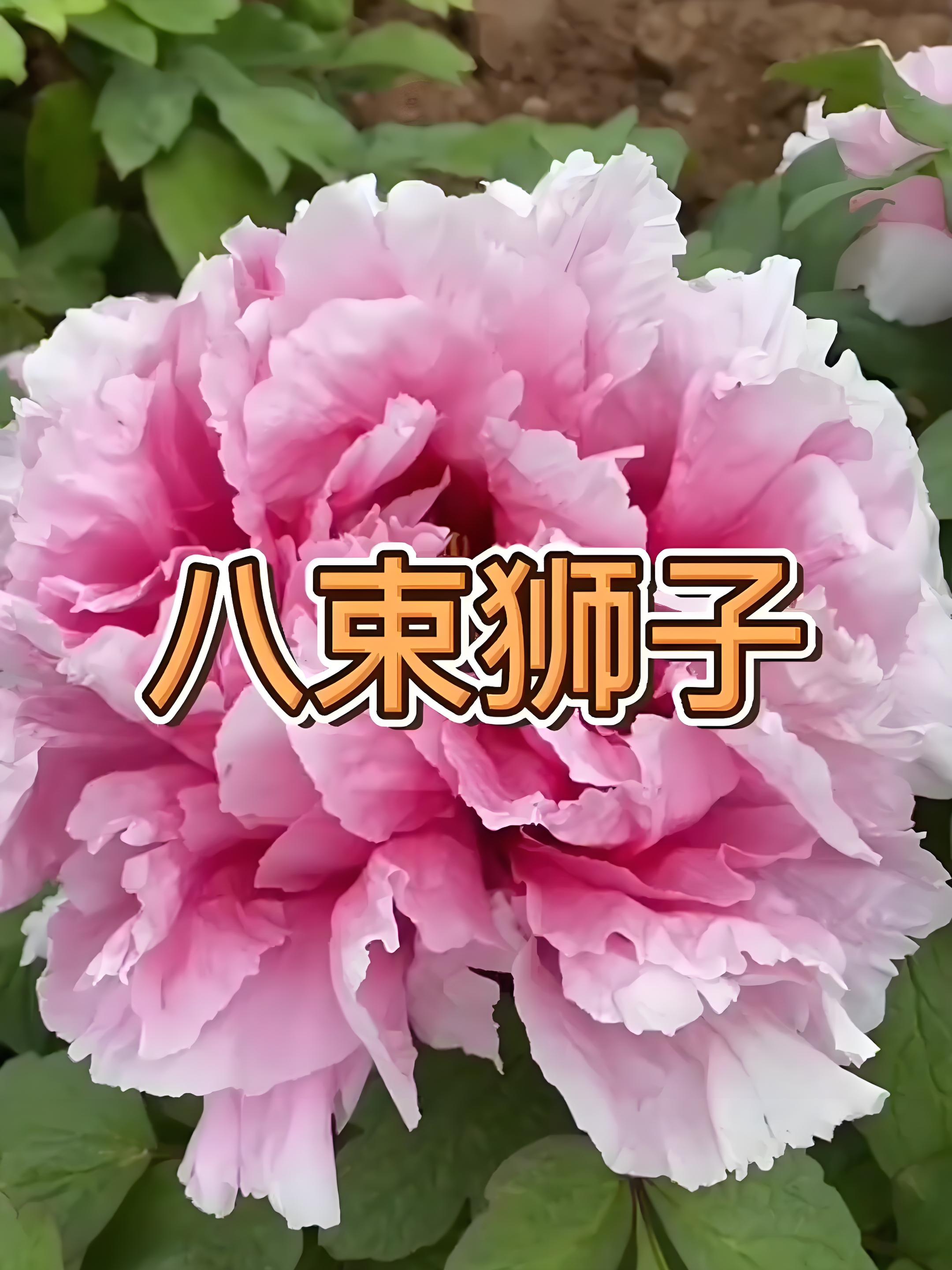 【八束狮子】洛阳精品观赏牡丹基地直发