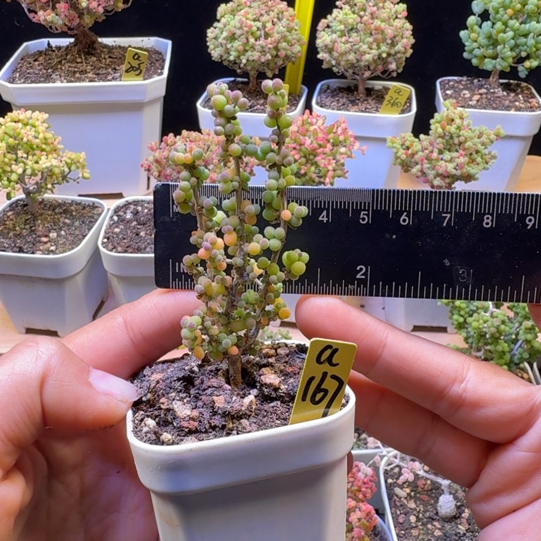 M***）a167号米粒冠服3厘米左右