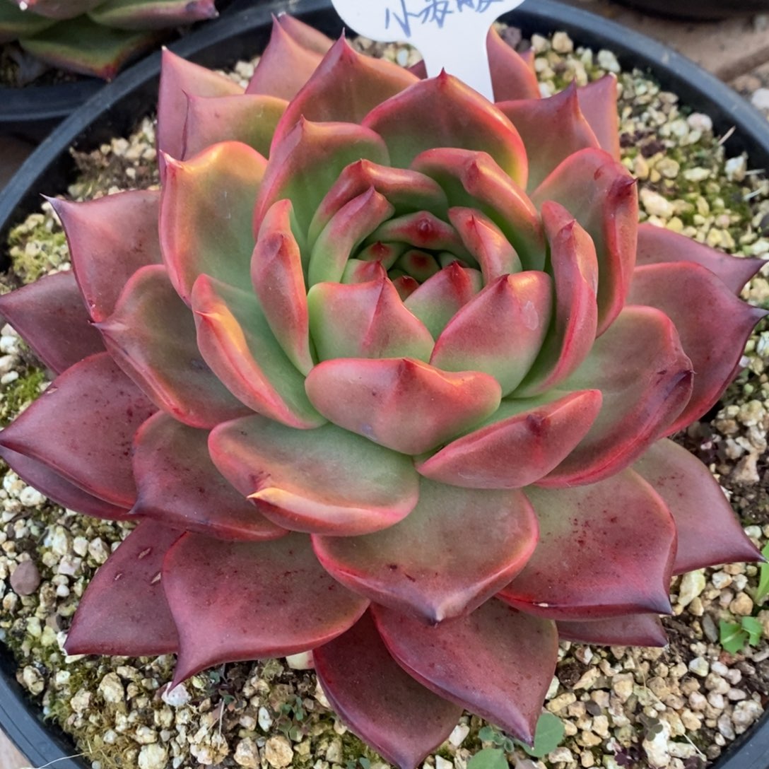 东云菩萨1209-07（小苏暖）