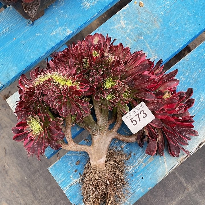 573号朝瑕法师缀化