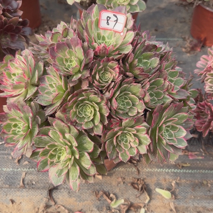 89万花筒处理不包售后