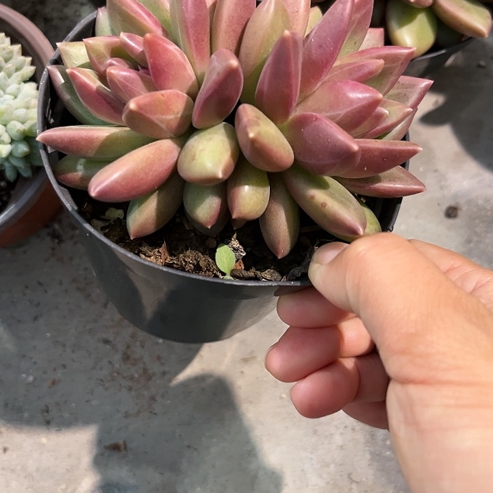 迷雾破245678元999889“mm