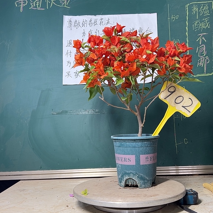 当前无花栽培后可以开花热火桑巴 902