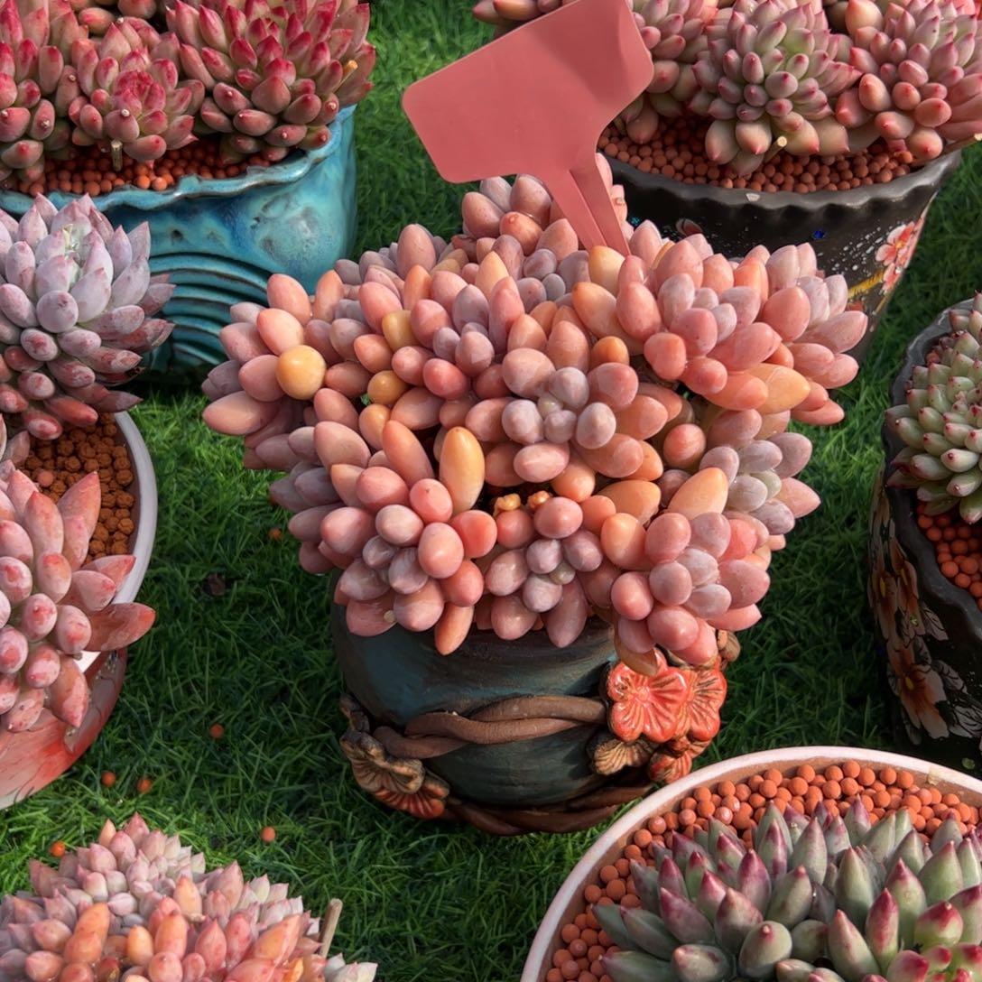 宁***鱼手捧花粉色恋人多肉