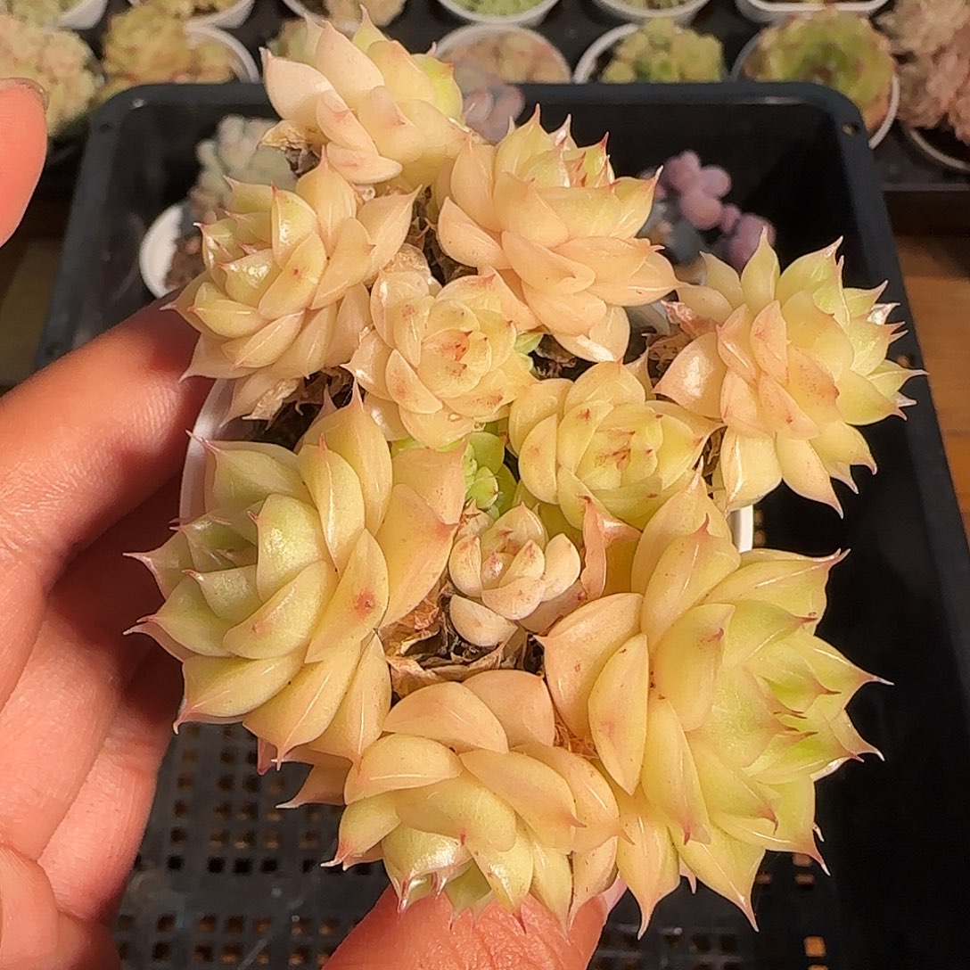 1120-------166麦秆包子