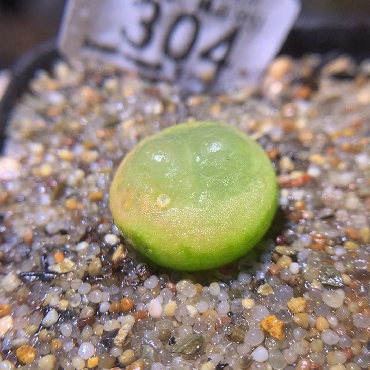 精品sss生石花304