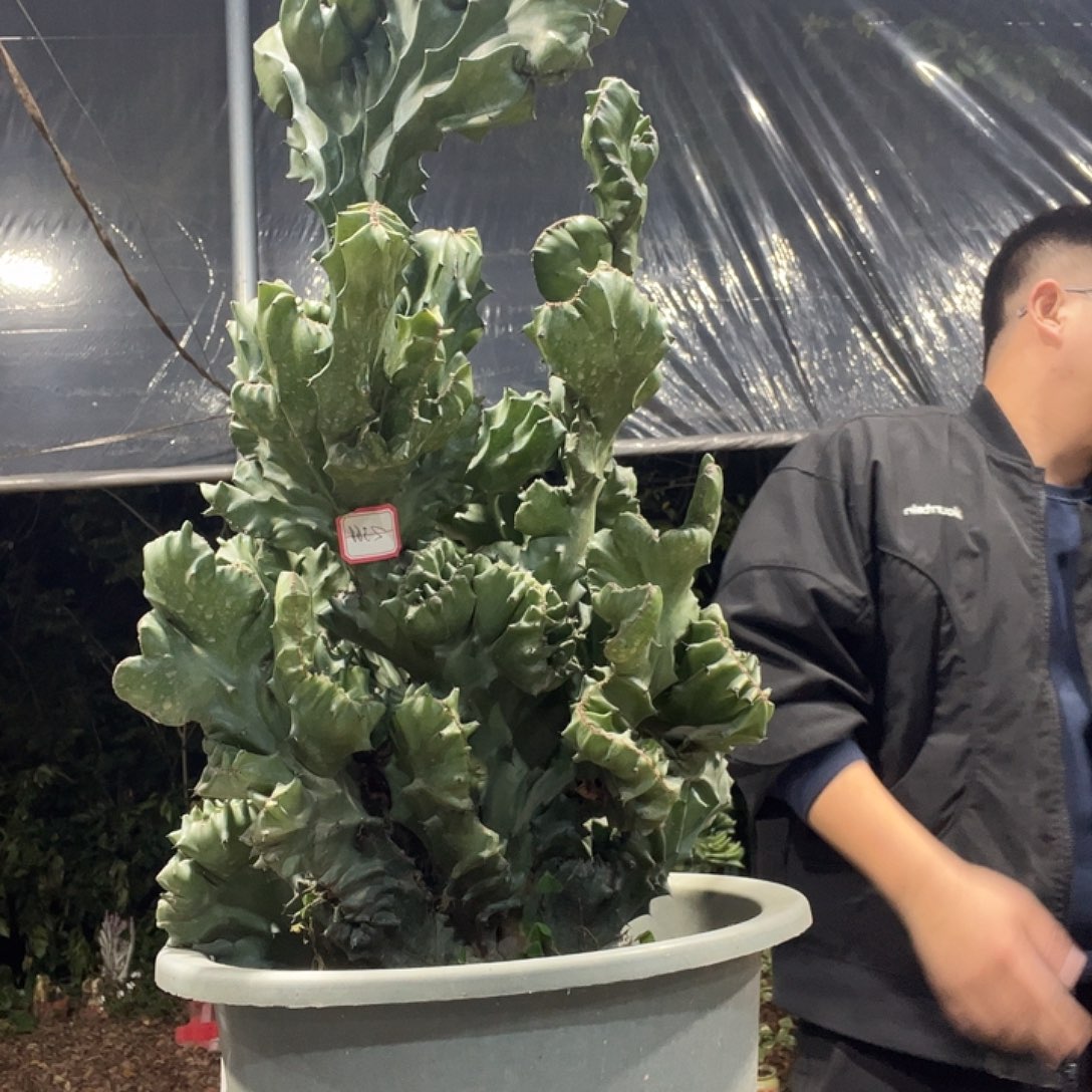 水***火大戟科植物玉麒麟