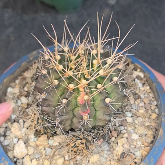 自根翠皇冠直径7不带盆土