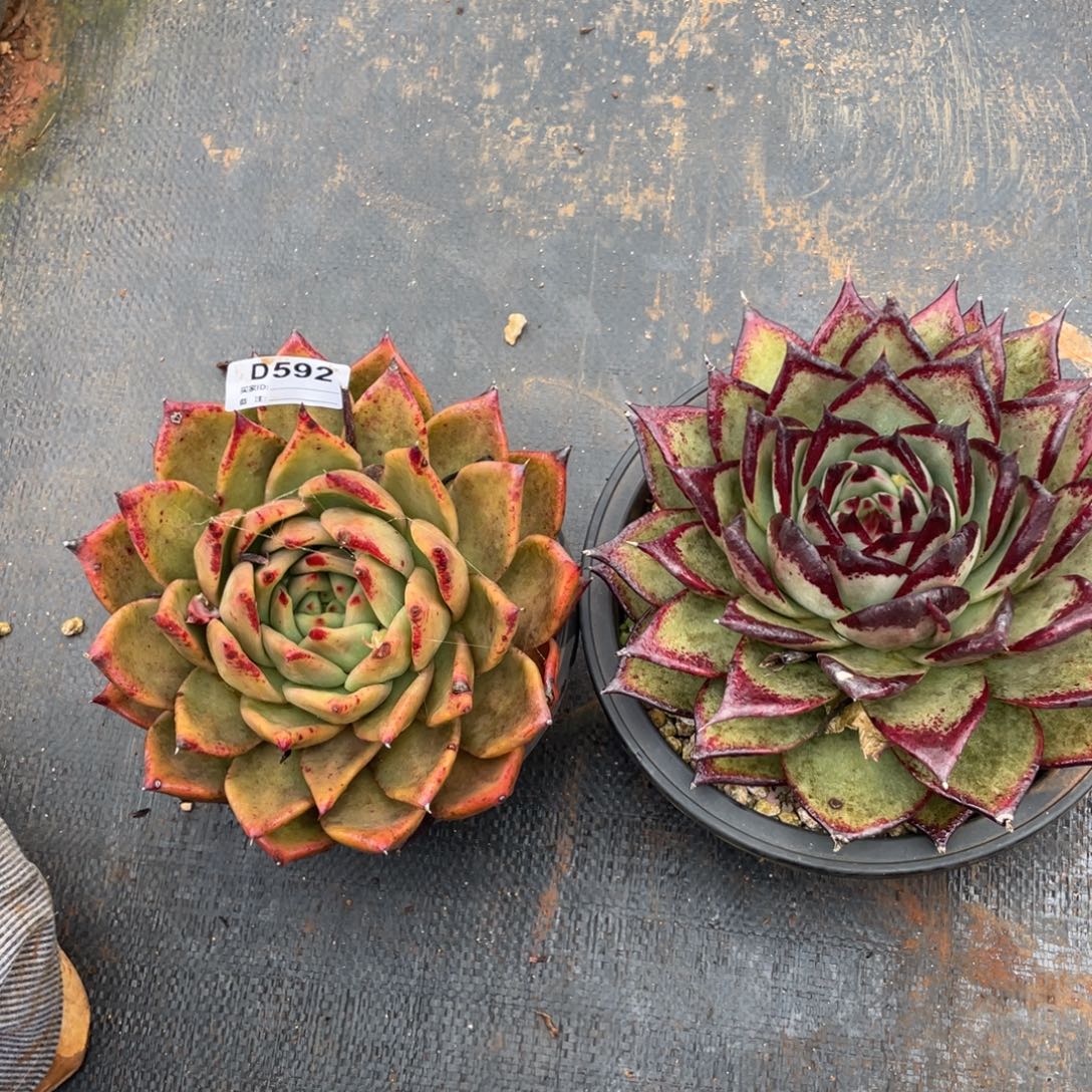 无花朵若如东云组拍D592