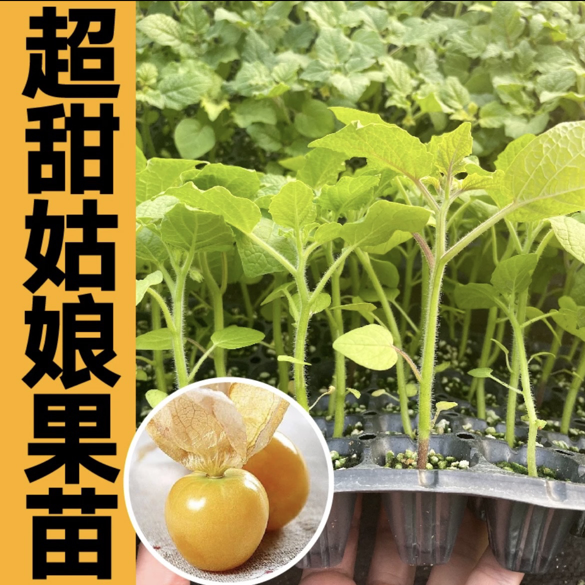 大果奶香姑娘果苗秧黄色菇娘果种苗四季盆栽庭院高产姑娘果苗