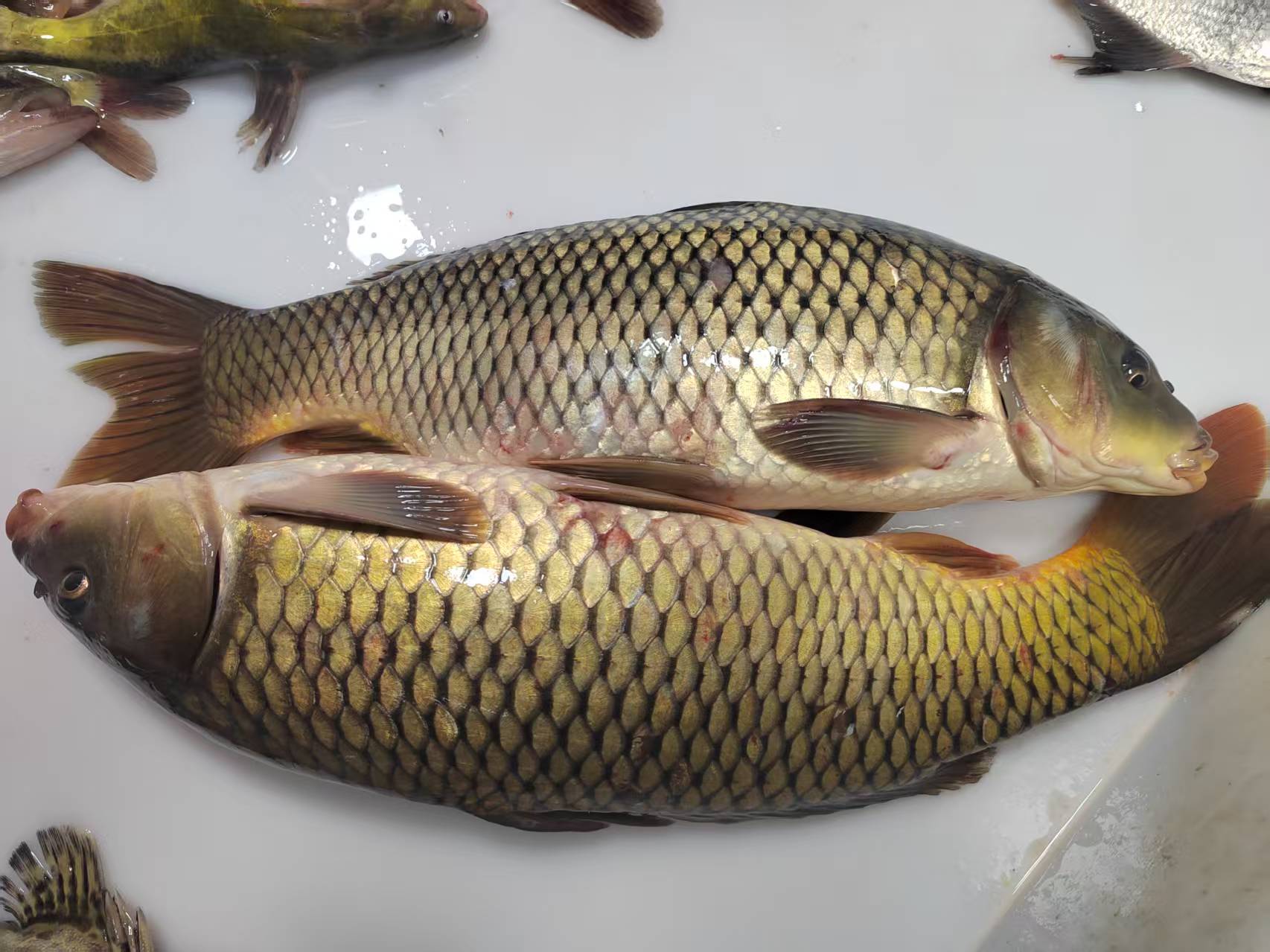 纯野生江鲤鱼，品质特别好