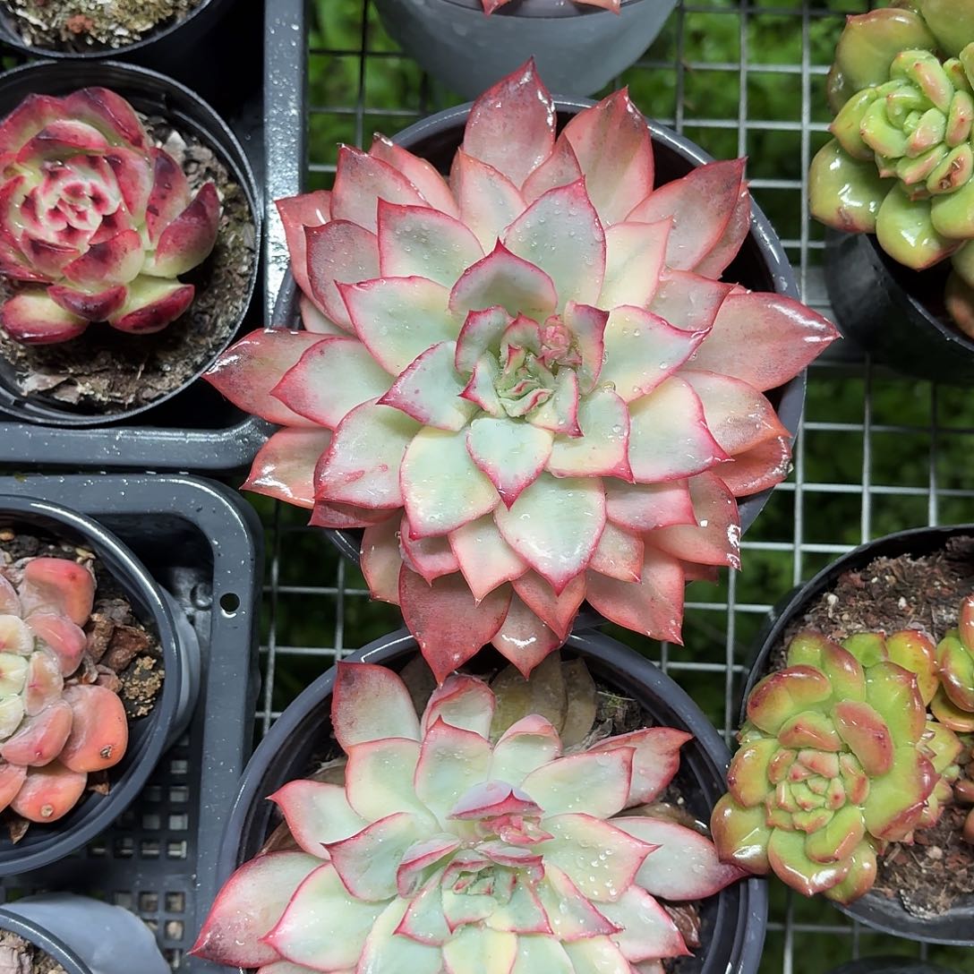 月光女神14㎝盆大单头